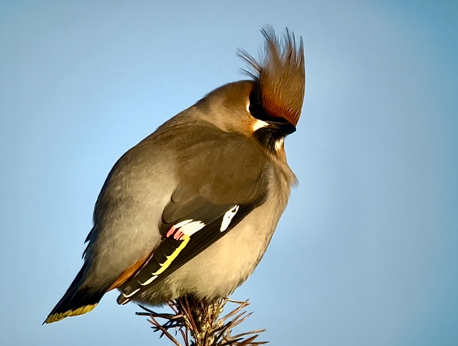 Fågel Naturum Getterön